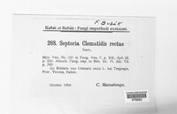 Septoria clematidis-rectae image